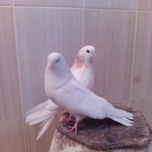 1cut ag agquyruqlar maskvadan gelib erkeyin ayaginda uzuyude var kodlu