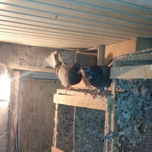 13 eded agquyryqlar nikoleyeviskidi hamisi 1 cutu ag agquyruqdu keven