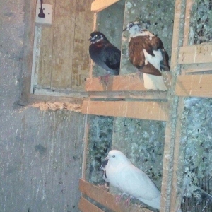 13 eded agquyryqlar nikoleyeviskidi hamisi 1 cutu ag agquyruqdu keven