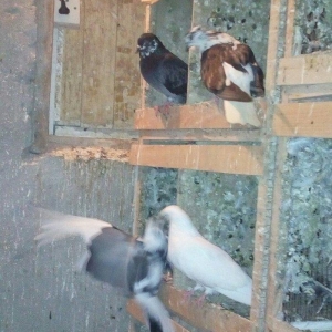 13 eded agquyryqlar nikoleyeviskidi hamisi 1 cutu ag agquyruqdu keven