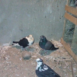 13 eded agquyryqlar nikoleyeviskidi hamisi 1 cutu ag agquyruqdu keven