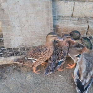 əhilləşdirilmiş çöl ördəyi bir cüt cins xoruzlar barter edərəm