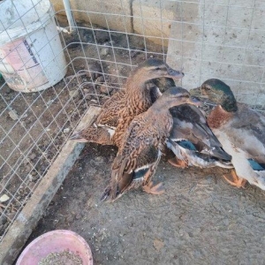 əhilləşdirilmiş çöl ördəyi bir cüt cins xoruzlar barter edərəm