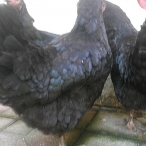 avstrolop sortlu Toyuq 50azn 1denesi real isteyen elaqe saxlasin