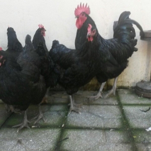 avstrolop sortlu Toyuq 50azn 1denesi real isteyen elaqe saxlasin