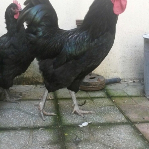 avstrolop sortlu Toyuq 50azn 1denesi real isteyen elaqe saxlasin