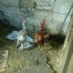 bir il bew ayliqdi super doyuwur atasi miwar anasi dowablardandi esl x