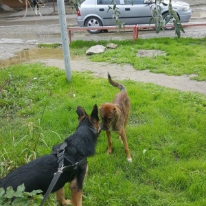 Alman Avçarkası . Bütün dərman və iynələri vurulub . 6 aylıqdır . Anca