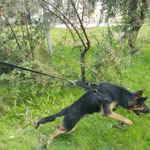 Alman Avçarkası . Bütün dərman və iynələri vurulub . 6 aylıqdır . Anca