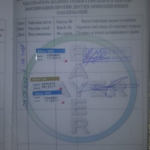 Alman Avçarkası . Bütün dərman və iynələri vurulub . 6 aylıqdır . Anca