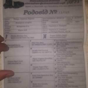 Alman Avçarkası . Bütün dərman və iynələri vurulub . 6 aylıqdır . Anca