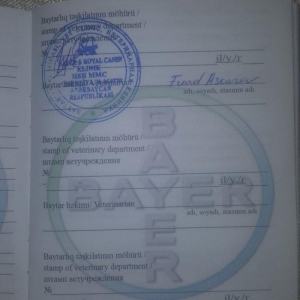 Alman Avçarkası . Bütün dərman və iynələri vurulub . 6 aylıqdır . Anca