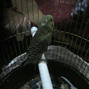 4 qus 2 ayliq 1 yasil 2 ag 1 boz