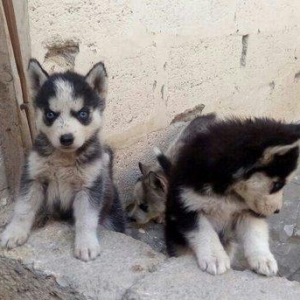 temiz natura arginal xaski balalari satilir tam argunal balalardi 40gu