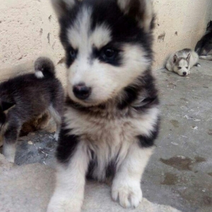 temiz natura arginal xaski balalari satilir tam argunal balalardi 40gu