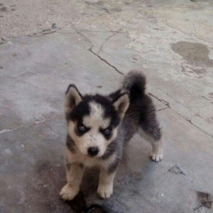 temiz natura arginal xaski balalari satilir tam argunal balalardi 40gu