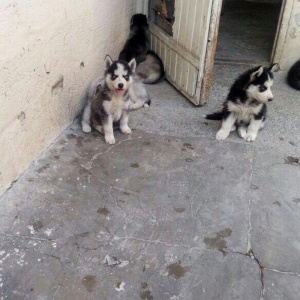 temiz natura arginal xaski balalari satilir tam argunal balalardi 40gu