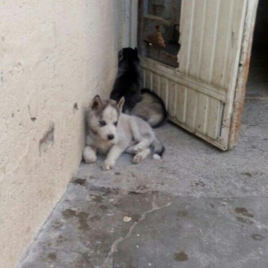 temiz natura arginal xaski balalari satilir tam argunal balalardi 40gu