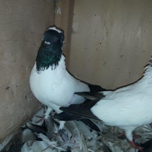 Tund goy Tam saglam manaxlar. Erkey mayadi.maya bala veren quwdu.