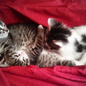 Домашняя здоровая девочка бесплатно. Пишите на whatsapp и скидывайте н