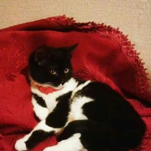 Домашняя чистая здоровая девочка. Озорная и игривая малышка. Пристраив