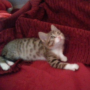 Домашняя здоровая девочка (2 мес) в надежные руки. Бесплатно. Пишите н