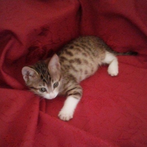 Домашняя здоровая девочка (2 мес) в надежные руки. Бесплатно. Пишите н