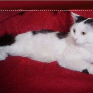 Мальчик (порода - Турецкий Ван, Кастрированный - не будеть метить, не