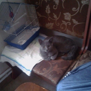 Домашн породистый здоровый мальчик (4 мес) в надежные руки. Бесплатно.