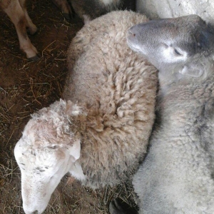 Qurbanliq Halal Emlik Berde Quzulari kesim pulsuzdur.unvan Baki seheri