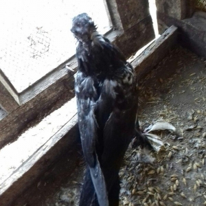 quwlar satilir 45-azn tam saqlamdilar hamisi lelekli biri badamdi biri