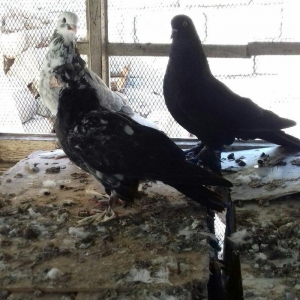 quwlar satilir 45-azn tam saqlamdilar hamisi lelekli biri badamdi biri