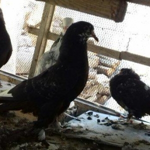 quwlar satilir 45-azn tam saqlamdilar hamisi lelekli biri badamdi biri