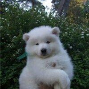Natura xaricden gelme samoyed balalri erkey ve diwdiler temiz qandilar