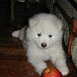 Natura xaricden gelme samoyed balalri erkey ve diwdiler temiz qandilar