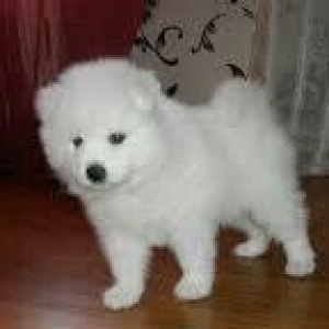Natura xaricden gelme samoyed balalri erkey ve diwdiler temiz qandilar