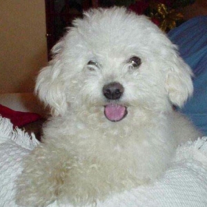 Pudeel balari satlir erkey ve diwdiler temiz qandiar xaricden gelmdile