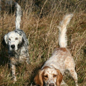 Ov iti setter balasi satlir temiz qandilar xaricden gelme itlerdir erk