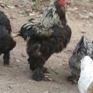 brama xoruzu satlir son yeri 50 manat 1 yas 3 aylikdi unvan baki mehta