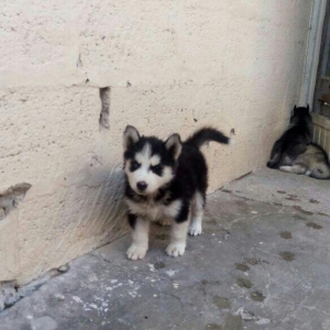 temiz natura 40gunluk xaski balalari satilir tam saglam balalardi erke