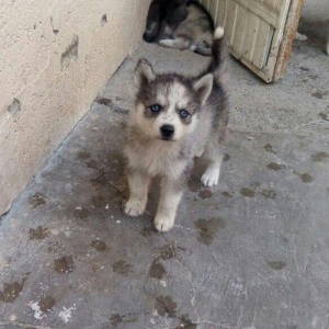 temiz natura 40gunluk xaski balalari satilir tam saglam balalardi erke