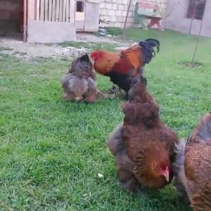 Brama cücəsi satmıram 5 manatdan 30 -35manata kimi 20 günlük 7 man 3 g