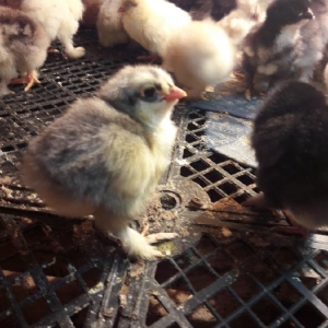 Brama cücələri satılır 7 günlük 5 manat 15 günlük 7 manat 6 aylıqa kim