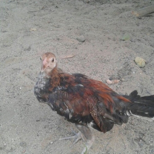 3 ayliq qirx pipiy feniks bece lasota cumoya cicey