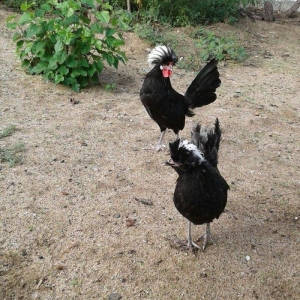 4 5 6 ayliq qizili ve gumusu sbraytlar,aqpapaq hol