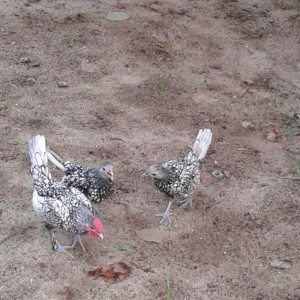 4 5 6 ayliq qizili ve gumusu sbraytlar,aqpapaq holland balscalardan, k