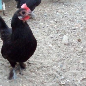 Yaponka ailə. 1 xoruz + 2 fərə. Xoruz çox qeyr