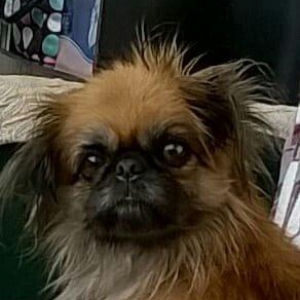 Seher sekide it tapilibdi pikines cins kimindise eger elaqe saxlasin v