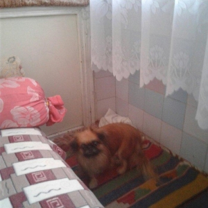 Seher sekide it tapilibdi pikines cins kimindise eger elaqe saxlasin v