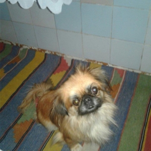 Seher sekide it tapilibdi pikines cins kimindise eger elaqe saxlasin v